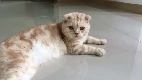 Scottish fold cat at home Vídeo Stock 81585751