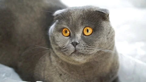 Scottish Fold cat as if to follow someone, turning his head from side to side Stock Footage 102401115
