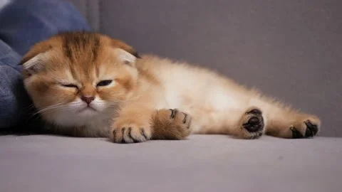 Scottish Fold cat kitten falls asleep. Scottish kitten sleeping Stock Footage 146754751