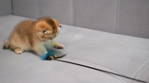 Scottish Fold cat kitten plays with toy. Scottish Fold kitten playing have fun Stock Footage 146482006