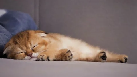 Scottish Fold cat kitten sleeping, close up. Scottish kitten resting Stock Footage 146754470
