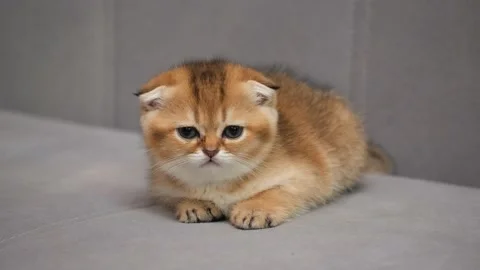 Scottish Fold cat kitten watching the actions of the owner. Kitten on the couch Stock-Footage 147951576