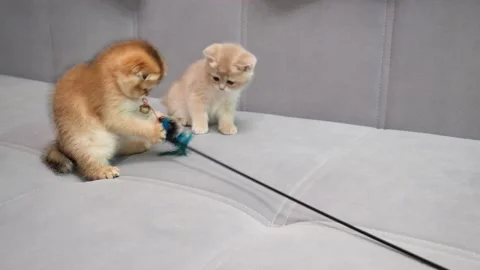 Scottish Fold cat kittens plays with toy. Scottish cat kittens playing have fun Stock Footage 146483489