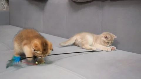 Scottish Fold cat kittens plays with feather teaser toy. Playful kittens Stock Footage 146483932