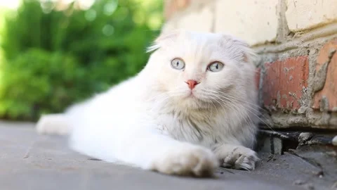 Scottish Fold cat with large blue eyes lies on the street Stock Footage 255388886