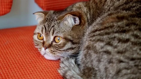 Scottish Fold Cat Laying on a Sofa. Stock Footage 103044569