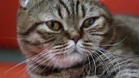 Scottish Fold Cat Laying on a Sofa, Looking around and yawn. muzzle close-up. Stock-Footage 103044588