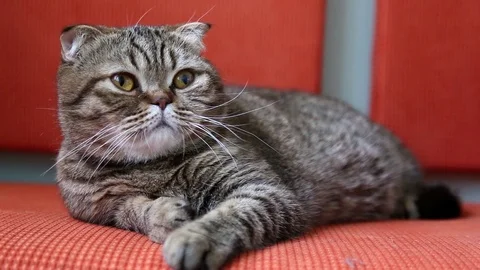 Scottish Fold Cat Laying on a Sofa, Looking around and yawn.. Video stock 103044665