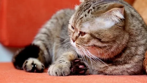 Scottish Fold Cat Laying on a Sofa, licking itself Stock-Footage 103044668
