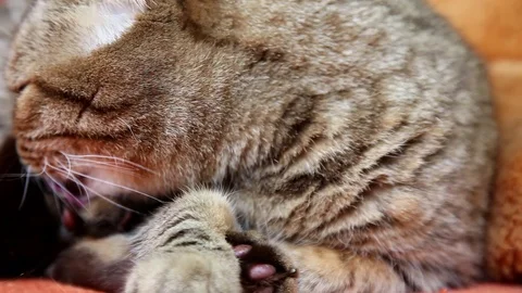 Scottish Fold Cat Laying on a Sofa, licking itself Stock Footage 103044672