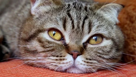 Scottish Fold Cat Laying on a Sofa, Looking to the camera, muzzle close-up. Stock Footage 103044727
