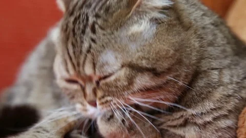 Scottish Fold Cat Laying on a Sofa, licking itself Video stock 103044734