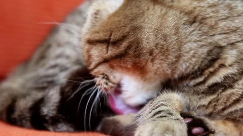 Scottish Fold Cat Laying on a Sofa, licking itself Stock Footage 103044739