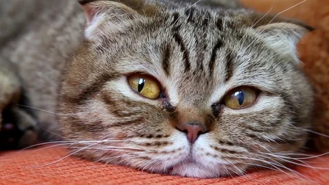 Scottish Fold Cat Laying on a Sofa, Looking to the camera, muzzle close-up. Video stock 103044743