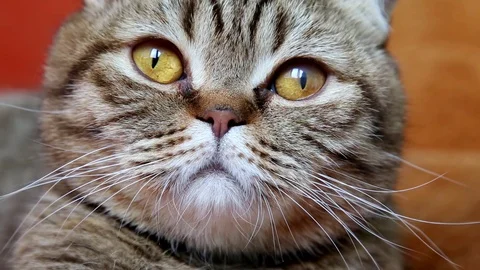 Scottish Fold Cat Laying on a Sofa, Looking to the camera, muzzle close-up. Stock Footage 103044840