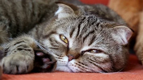 Scottish Fold Cat Laying on a Sofa, Looking to the camera, muzzle close-up. Stock Footage 103044849
