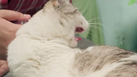 Scottish Fold cat licking fur and yawning while being petted by owner Vidéo 335319367