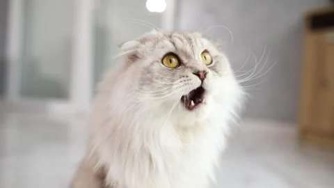 Scottish fold cat licks his lips. close-up. pet in the house. Stock Footage 245821721