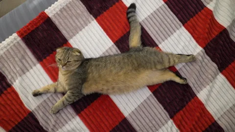 Scottish Fold cat lies on a bed on a cozy, warm throw blanket Stock Footage 340150363