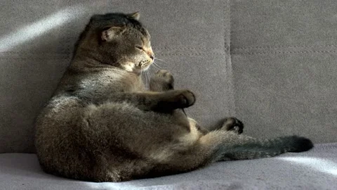 Scottish fold cat lies on a sofa in the sun and licks himself with his tongue, h Stock Footage 230871831
