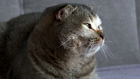 Scottish fold cat lies on a sofa in the sun close-up, happy cat, portrait of a c Stock Footage 230871923