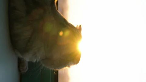 A Scottish Fold cat lies on the windowsill at sunset. Vertical video. Stock Footage 255967660