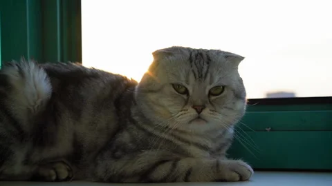 A Scottish Fold cat lies on the windowsill at sunset. Stock Footage 256064460