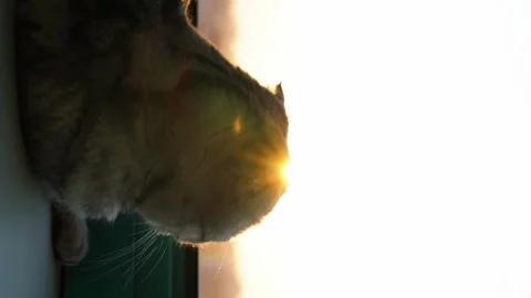 A Scottish Fold cat lies on the windowsill at sunset. Vertical video. Stock Footage 256157934