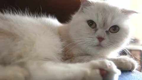 Scottish fold cat light beige, lies on chair 库存影片 154296346