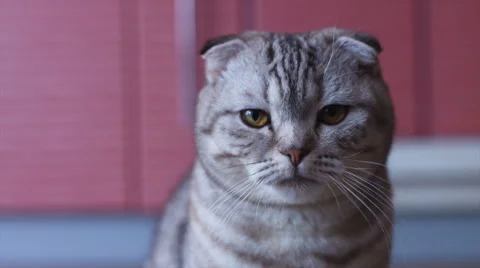 Scottish fold cat look around. Whisks color Stock Footage 68547335