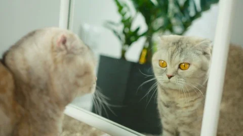 Scottish fold cat look at himself on the mirror, than look on the camera. Whisks Stock Footage 74834511