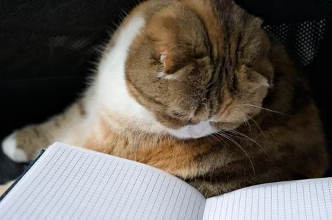 Scottish fold cat looking on a notebook Foto stock