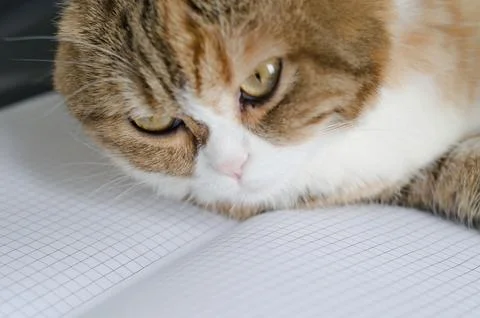 Scottish fold cat looking on a notebook Foto stock