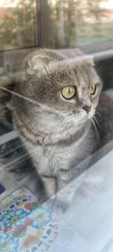 Scottish Fold Cat Looking Out the Window Stock Photos
