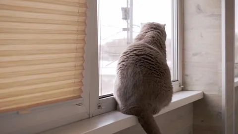 Scottish Fold Cat Looking Through Window with Serene Indoor Lighting 스톡 동영상 339065458