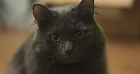 Scottish Fold cat lying on the back. The cat looks to the side and sits on floor 库存影片 265675283
