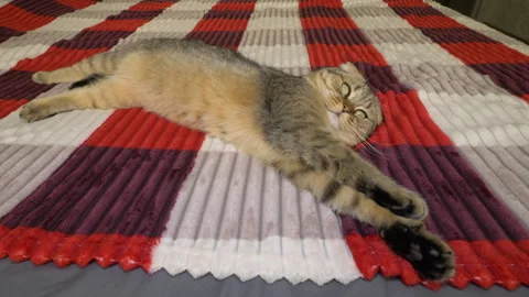 A Scottish Fold cat is lying on the bed. A purebred pet cat stretches and yawns Vidéo 340150329
