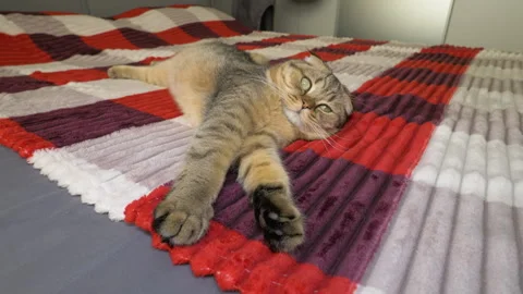 A Scottish Fold cat is lying on the bed. A purebred domestic cat is lying on bed Stock Footage 340150337