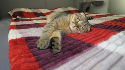 A Scottish Fold cat is lying on the bed. Purebred domestic cat lying on the bed Stock Footage 340150340