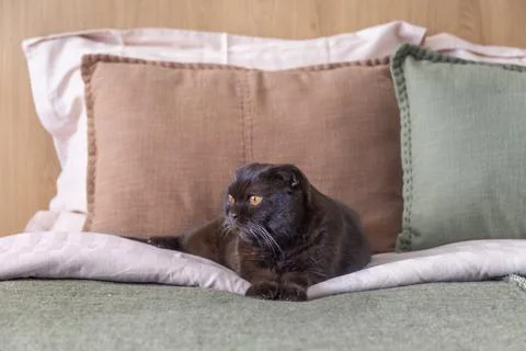 Scottish Fold cat lying on a bed with stylish linen pillows and blankets Stock Photos
