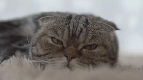 Scottish fold cat lying on brown carpet and looking forward closeup view Stock Footage 108721515