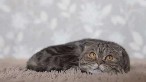 Scottish fold cat lying on brown carpet and looking forward closeup view Stock Footage 108721687