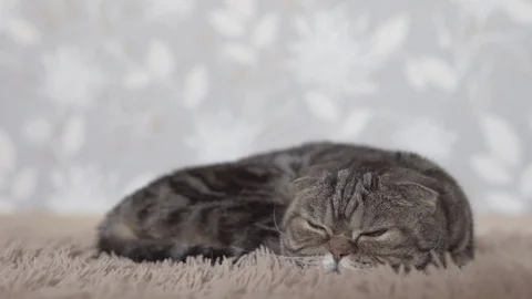 Scottish fold cat lying on brown carpet and looking forward closeup view Stock Footage 108722084