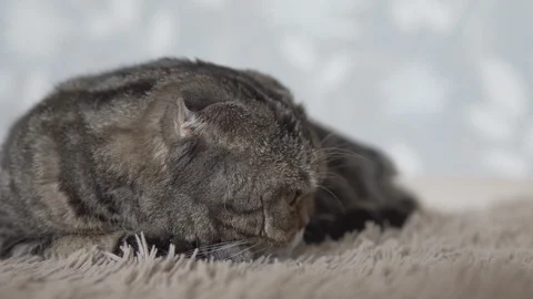 Scottish fold cat lying on brown carpet and looking forward closeup view Stock Footage 108722188