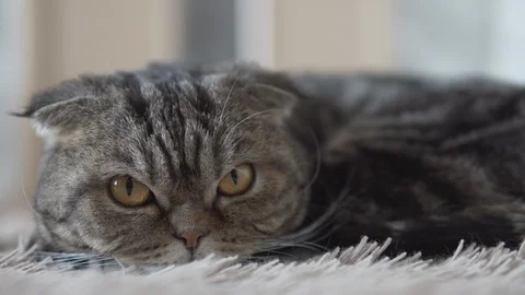 Scottish fold cat lying on brown carpet and looking forward closeup view Stock Footage 108722444