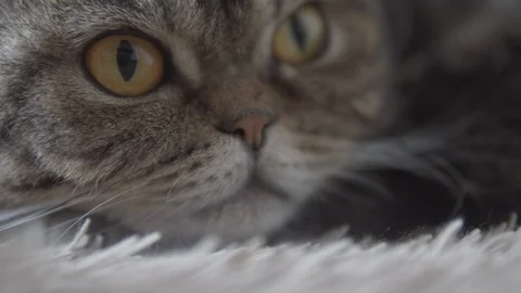 Scottish fold cat lying on brown carpet and looking forward closeup view Stock Footage 108722672