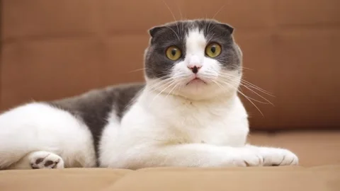 Scottish fold cat is lying on the couch at home, staring at the camera  Stock Footage 293639048