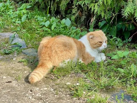 A Scottish Fold cat lying on the ground outdoors Stock Photos