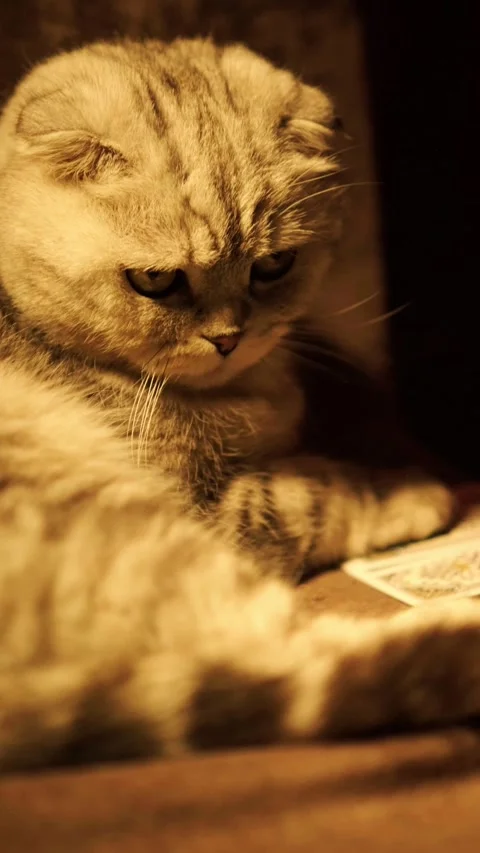 Scottish fold cat lying near playing cards on table, funny gambling and card Stock Footage 335828884