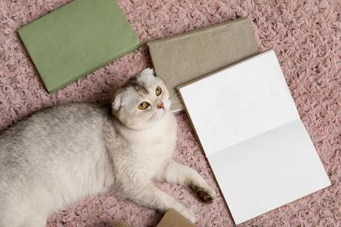 Scottish fold cat lying next to open book on pink carpet Stock Photos